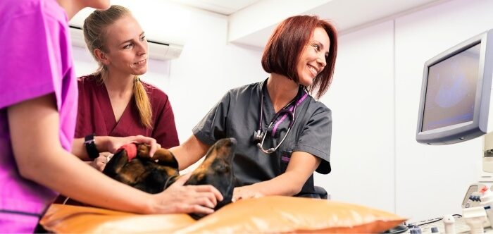 A Brief Overview of Veterinary Medicine